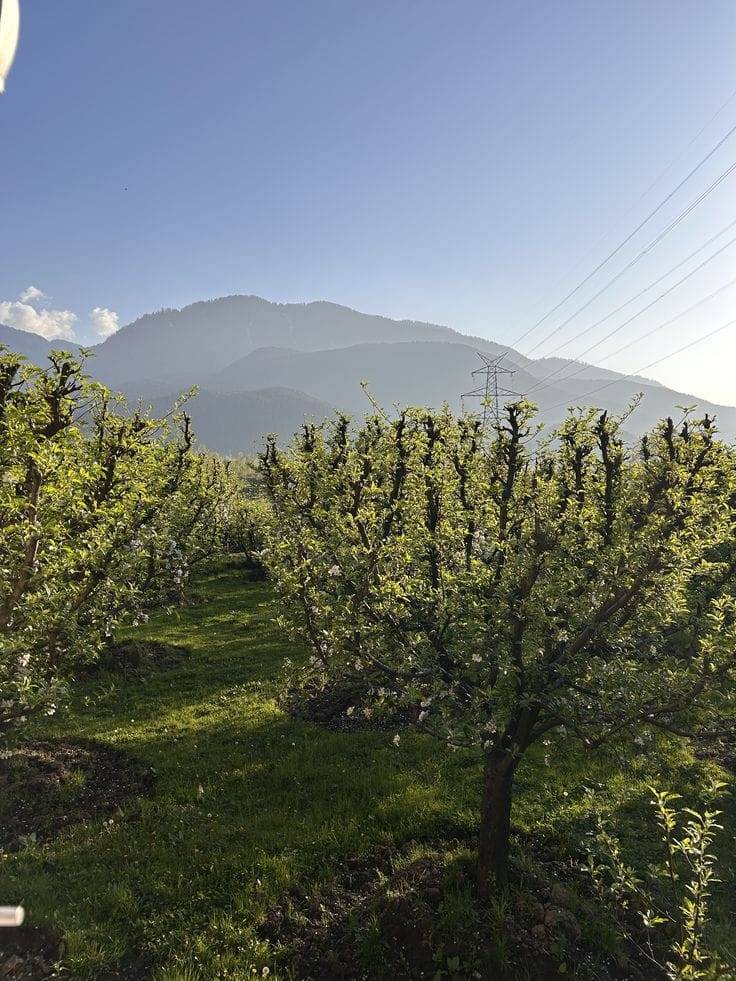 Jammu and Kashmir - Pahalgam