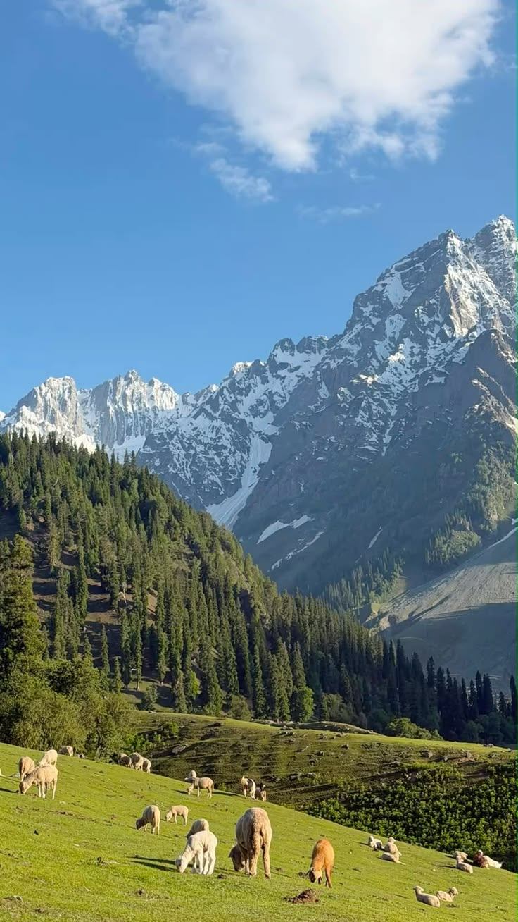 Jammu and Kashmir - 5 Days / 4 Nights - Kashmir's Couple Getaway - Photo 4