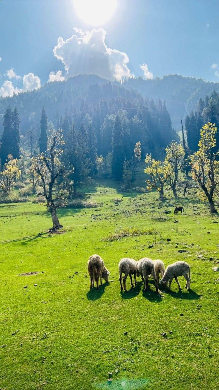 Jammu and Kashmir - Srinagar