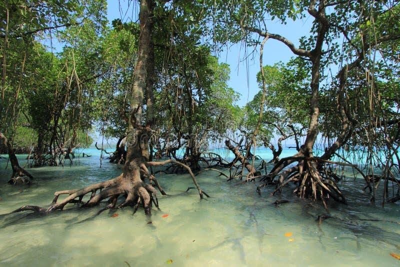 Andaman & Nicobar Islands - Baratang Limestone Caves Mangroves Mud Volcanoes - Photo 1