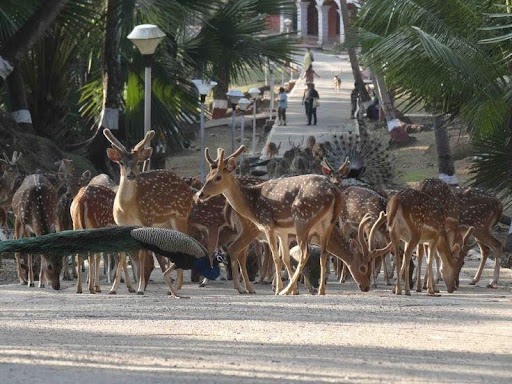 Andaman & Nicobar Islands - North Bay Ross Island Coral Reefs Colonial Heritage - Photo 4
