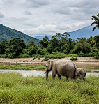 Assam, Meghalaya - Meghalaya with Manas Safari (1N Guwahati, 2N Manas & 3N Shillong) - Photo 5