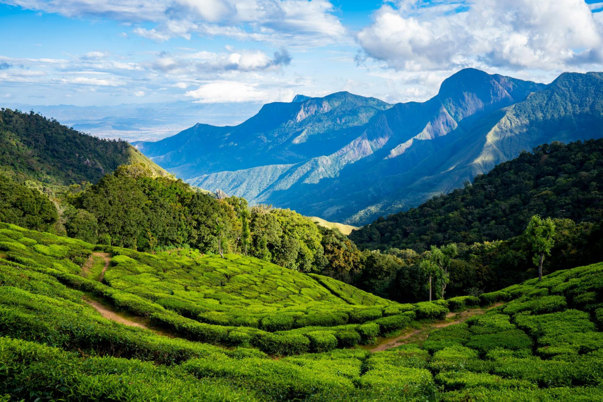 Kerala - Essential Kerala – 5 Nights / 6 Days - Photo 2